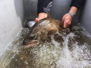Manitou fish strain in a tub being picked up by man