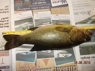 fish lying on top of a newspaper