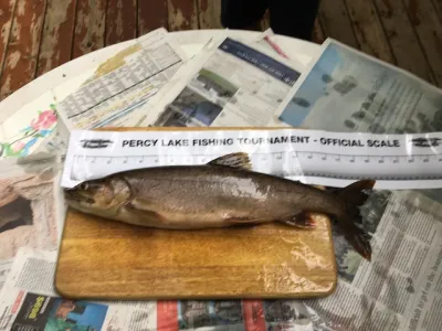 lake trout being measured on a piece of wood and newspaper