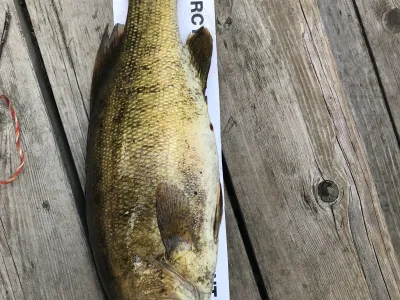 A bass being measured against a fish ruler - about 18 inches.