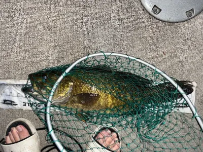 A bass in a fishing net is measured for length against a paper ruler.