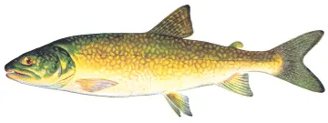 Lake trout sketch