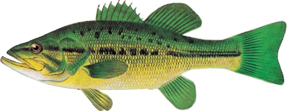 Large mouth bass sketch