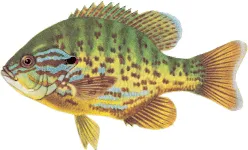 Pumpkinseed sketch