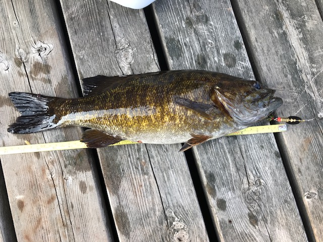 18 Inch bass on a dock