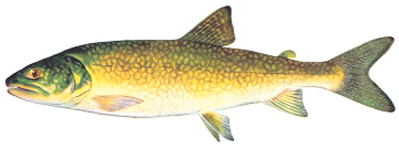 Lake Trout fish