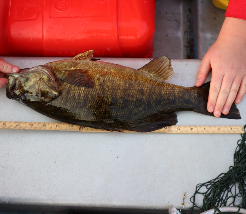 A smallmouth bass is being measured against a take measure to show 18 inches in length.