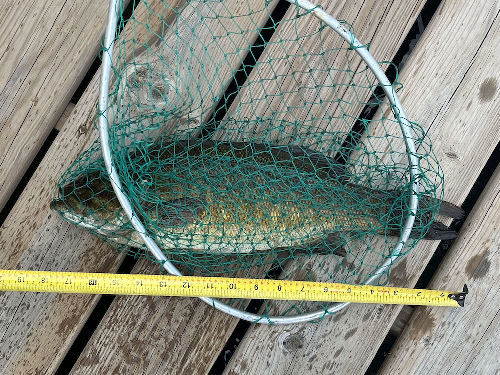 A bass in a fishing net is being measured against a tape measure.